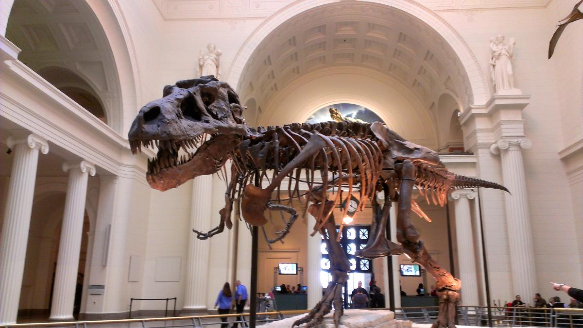 Sue at the Field Museum