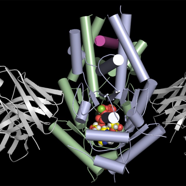 Biochemistry And Molecular Biophysics | UChicago Biosciences | The ...