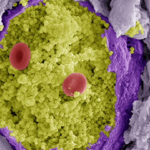 Microbiology Image