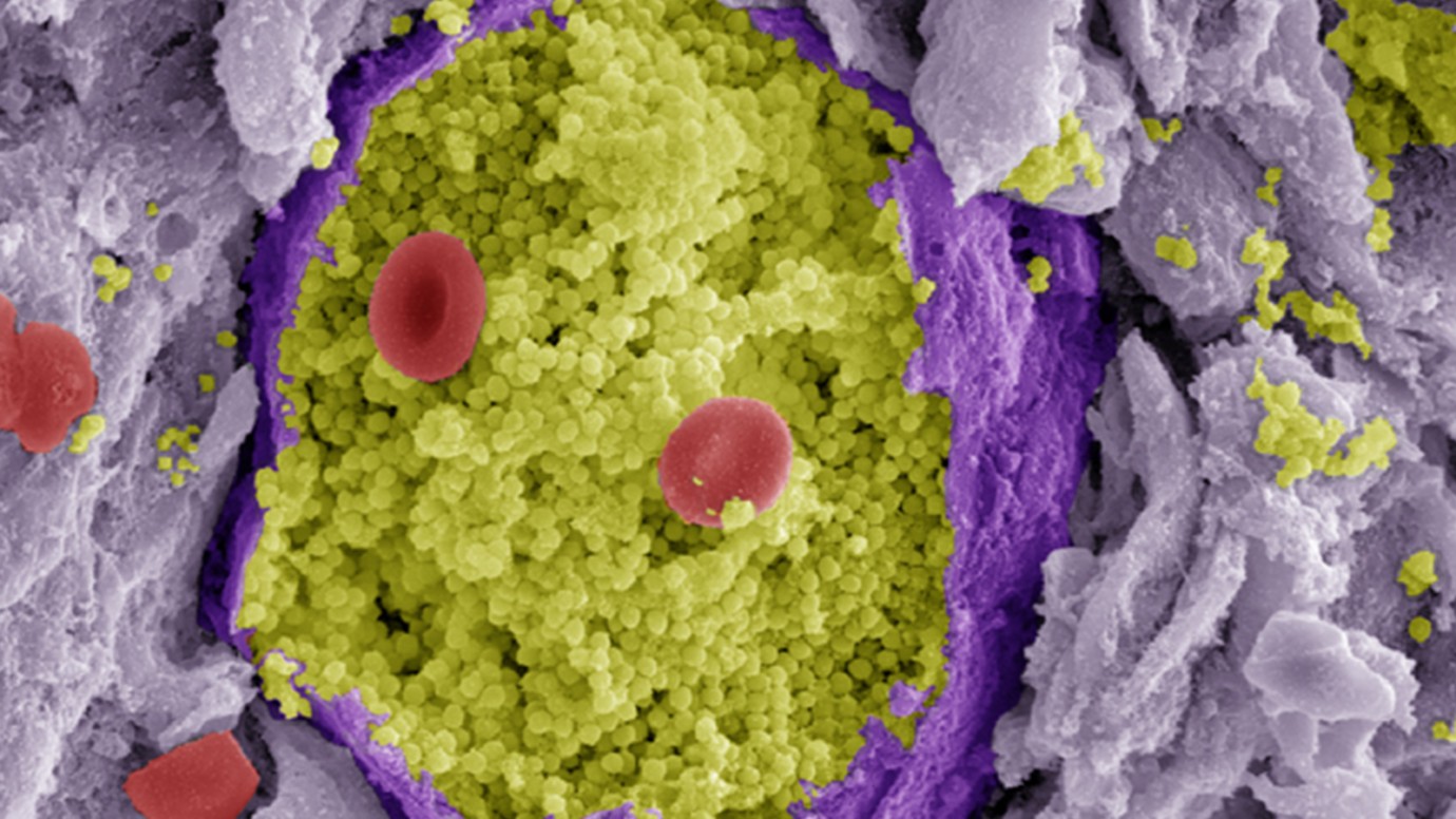 Microbiology Image