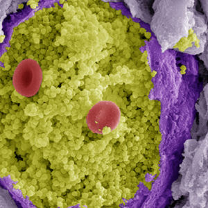 Microbiology Image