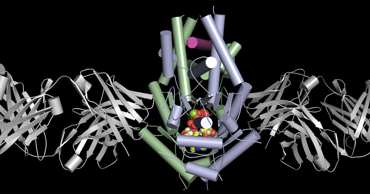 Biochemistry And Molecular Biophysics | UChicago Biosciences | The ...