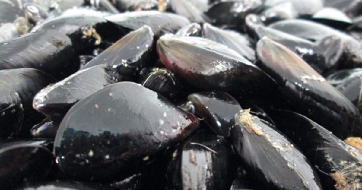 Mussels adapt to climate change due to variation UChicago